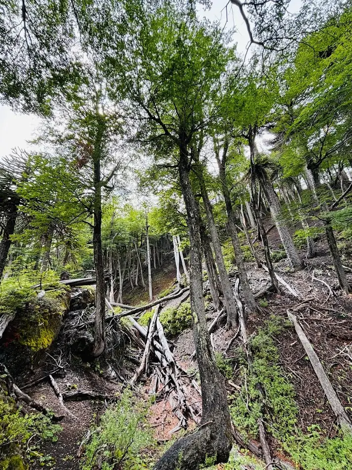 Bosque nativo en pendiente con araucarias, troncos caídos y musgo, visto desde abajo