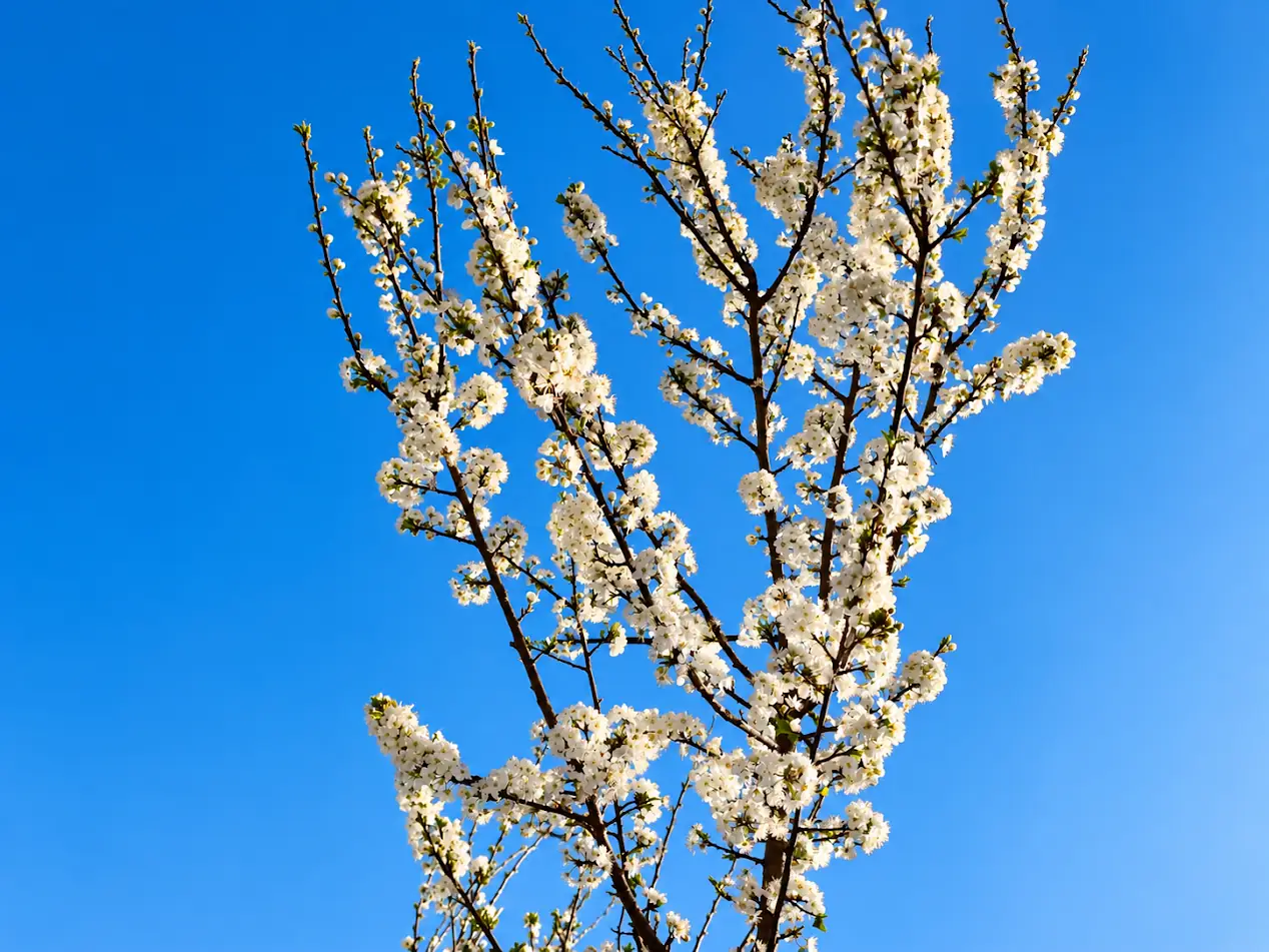 Ramas de un ciruelo cubiertas de flores blancas contra un cielo azul despejado