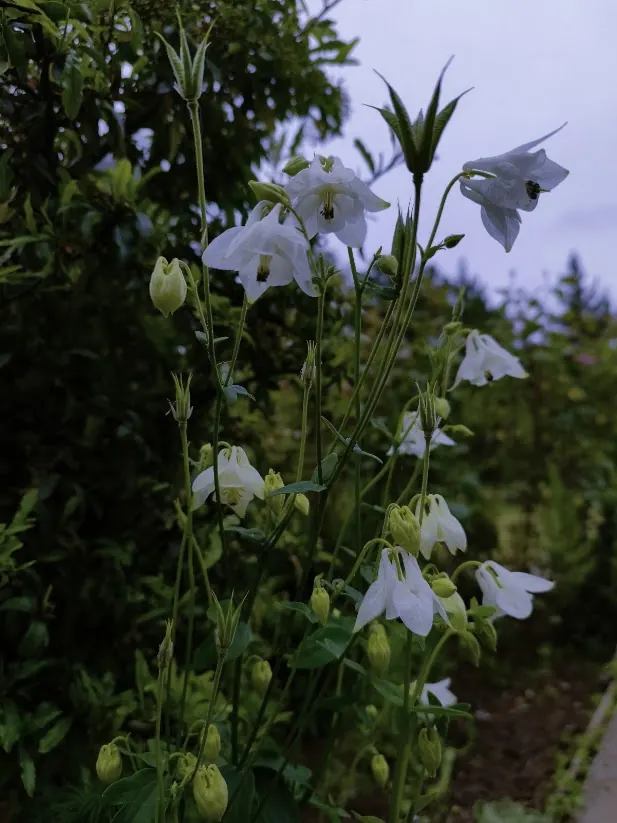Aguileñas blancas en primer plano con follaje verde y cielo nublado al atardecer